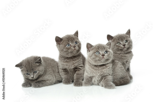 Fototapeta Naklejka Na Ścianę i Meble -  little british short hair blue kittens