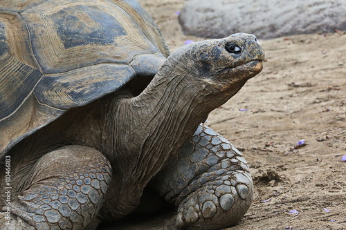 Gal‡pagos tortoise or Gal‡pagos giant tortoise (Chelonoidis nigra)