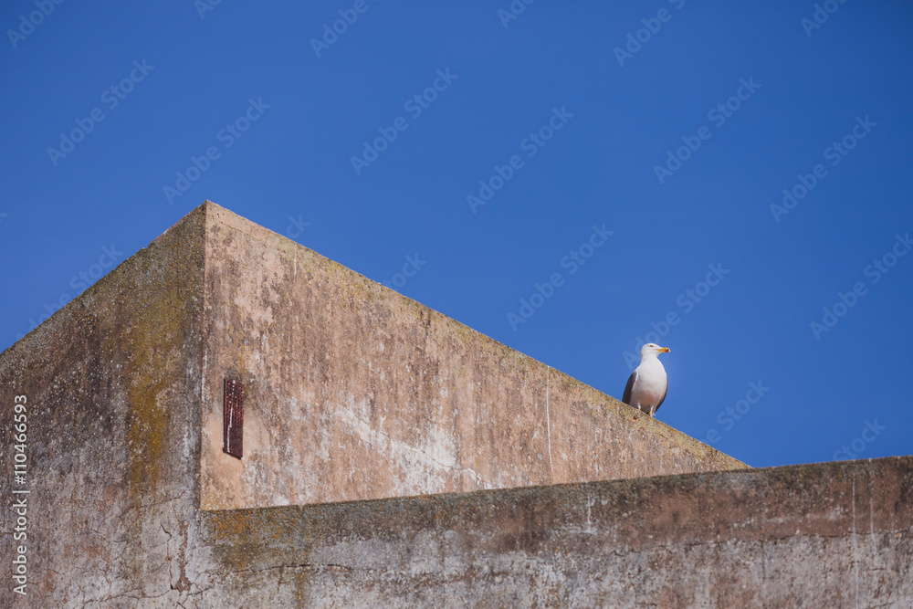 Seagull on the roof over blue sky Seagull on the roof over blue sky