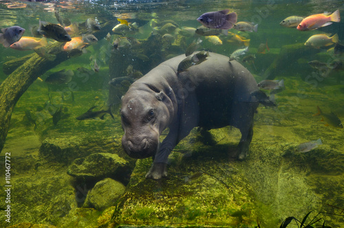 Obraz na plátně Hippo, pygmy hippopotamus under water