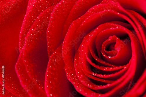 Close-Up Rose Petals With Droplets