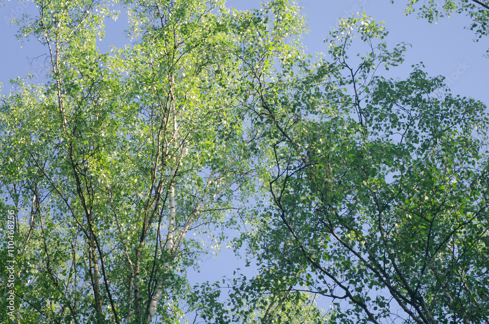 Obraz premium green leaves selective focus