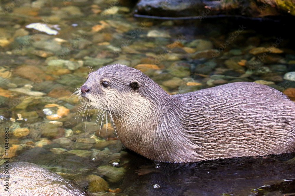 North American RIVER OTTER Lontra canadensis North American RIVER OTTER Lontra canadensis