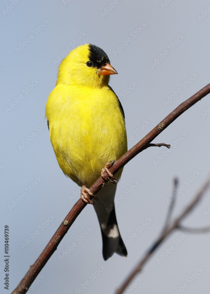 Male American Goldfinch Male American Goldfinch