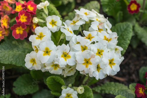 white and yellow primrose