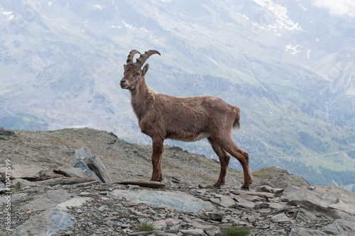 Young Alpine Ibex in Italian Alps