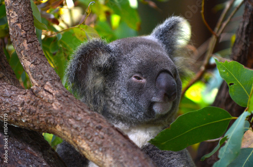 Baby cub Koala on a tree