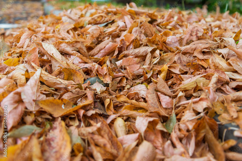 Withered autumn leaves on asphalt. Selective focus on center. Shallow depth of field. Withered autumn leaves on asphalt. Selective focus on center. Shallow depth of field.