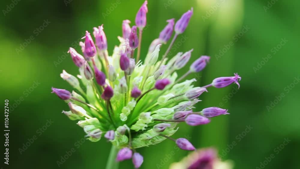 Floral garden. Close-up shot of the decorative green onion. Floral garden. Close-up shot of the decorative green onion.
