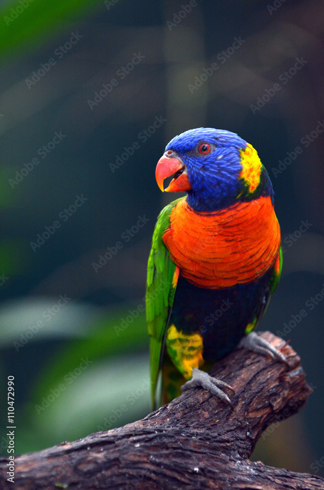 Fototapeta premium Rainbow Lorikeet