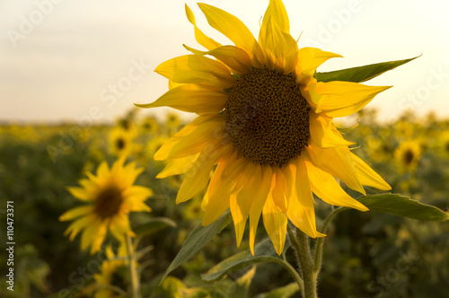 Sunflower field