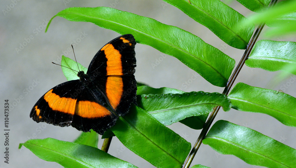 Obraz premium North Queensland Day Moth
