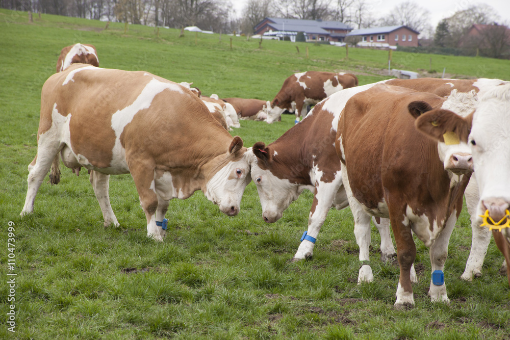 happy cows on a meadow in germany happy cows on a meadow in germany
