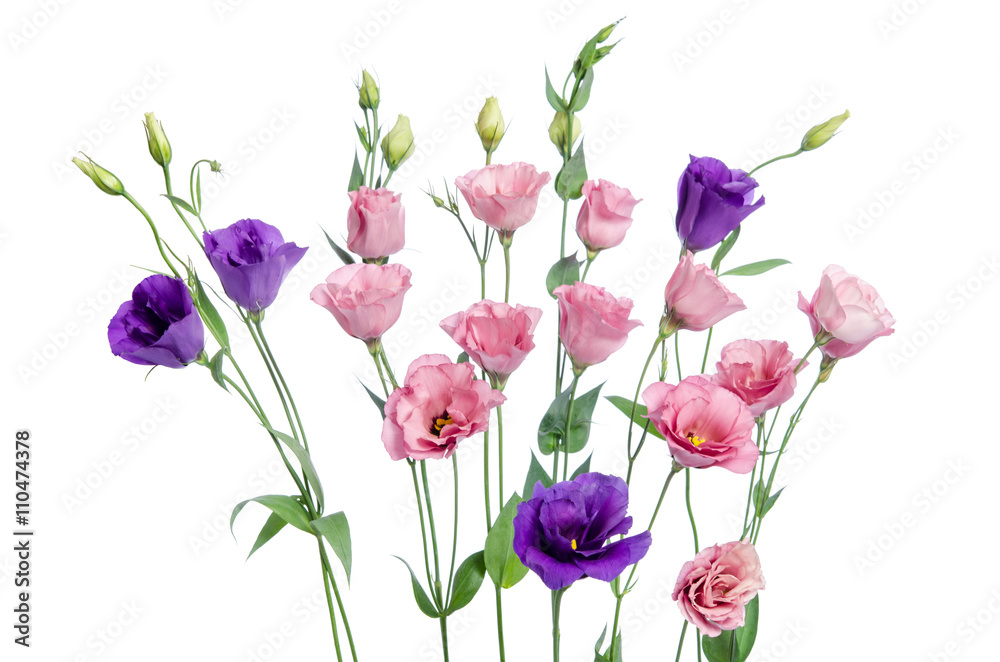 Colorful eustoma flowers on white background Colorful eustoma flowers on white background