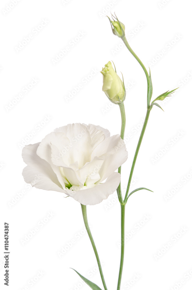 Obraz premium Beauty white flower isolated on white. Eustoma
