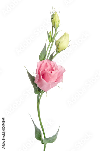 Beauty pink flower with buds isolated on white. Eustoma