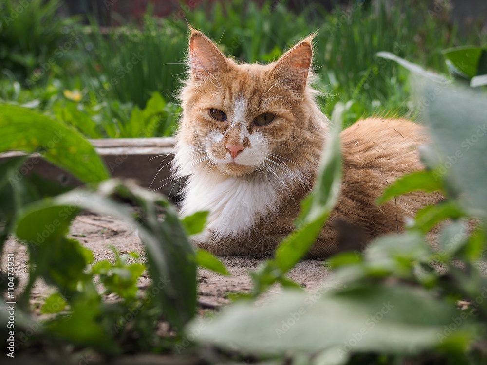 The big, red, fluffy cat. Nature, green grass, summer. Portrait of a luxury cat 