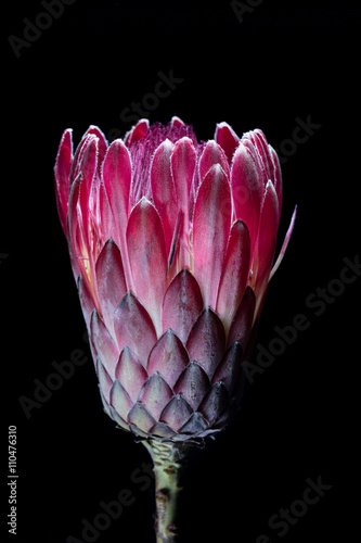 Pink protea