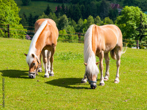 Two grazing palomino horses © pyty