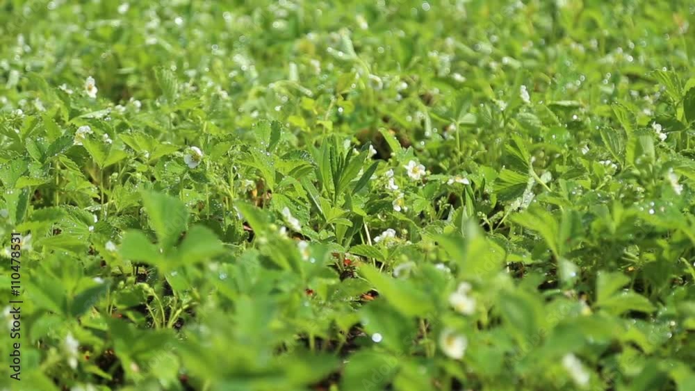 Garden beds with blooming strawberries watered
Garden beds with blooming strawberries watered