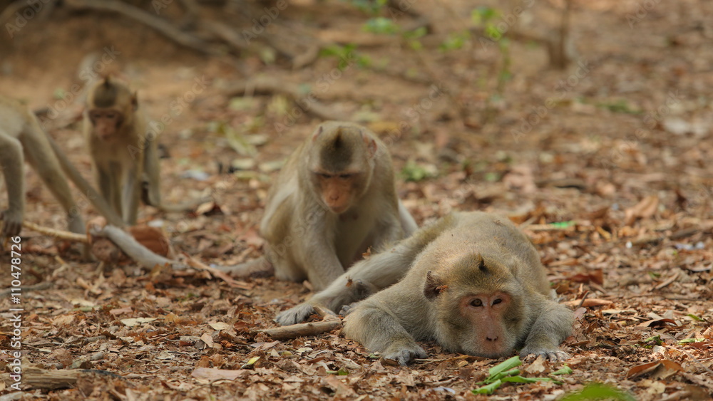 monkey monkey