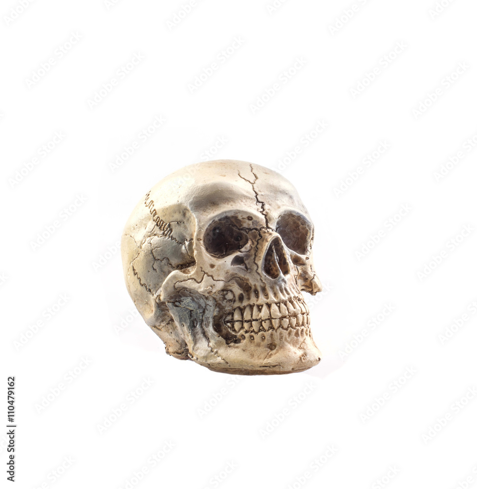 Human skull model isolated on white background Human skull model isolated on white background