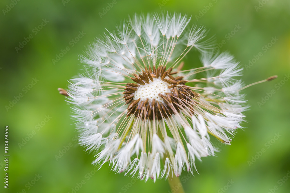 Dandelion after the rain