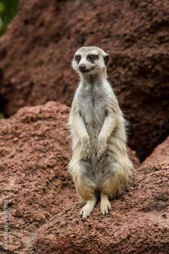 portrait meerkat, suricate outdoor standing © elitravo