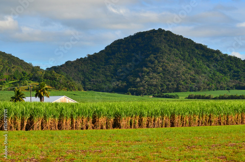 Landscape of sugar farm photo