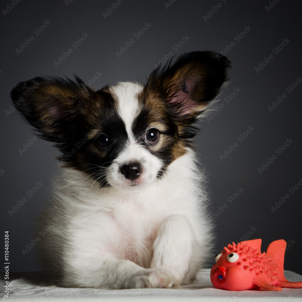 Papillon puppy in a studio Papillon puppy in a studio