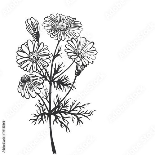 pharmaceutical camomile