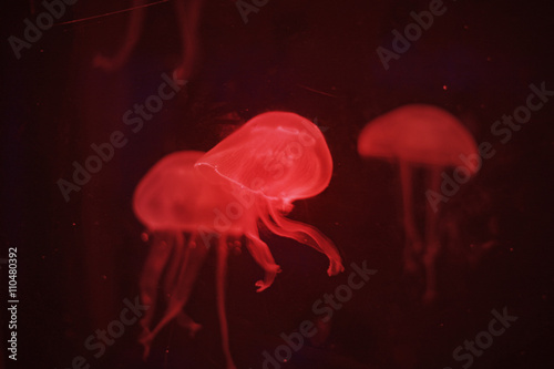 Jelly fish with red color in dark light