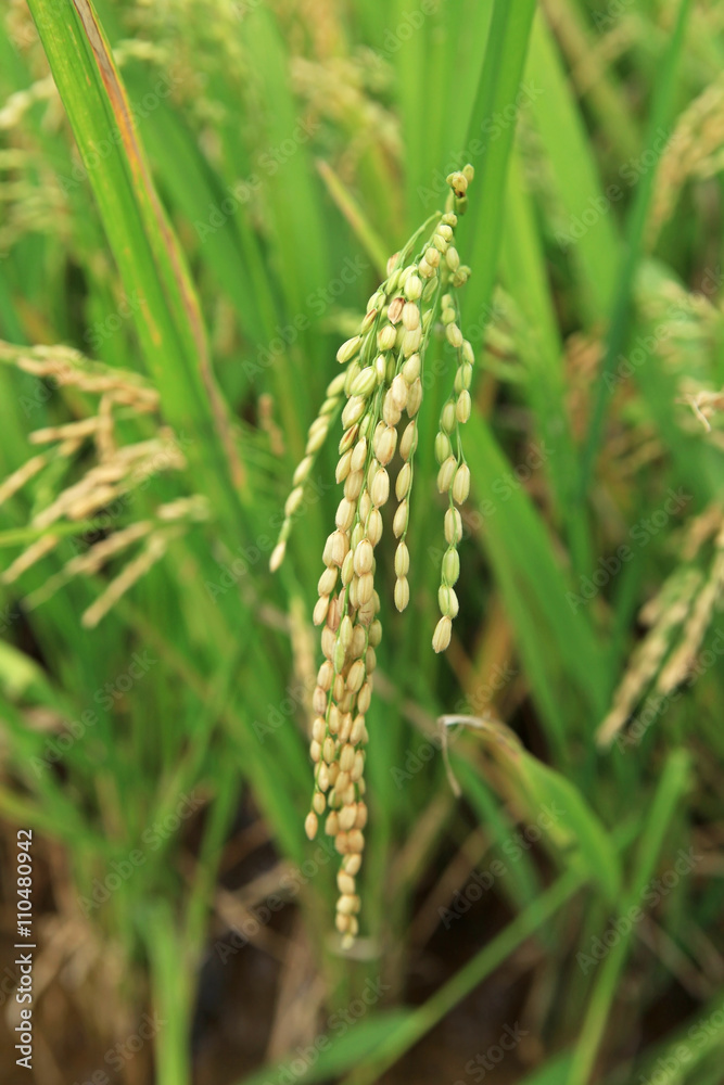 Branch of rice on paddy field