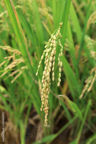 Branch of rice on paddy field