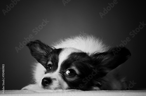 Foto Papillon puppy in a studio
