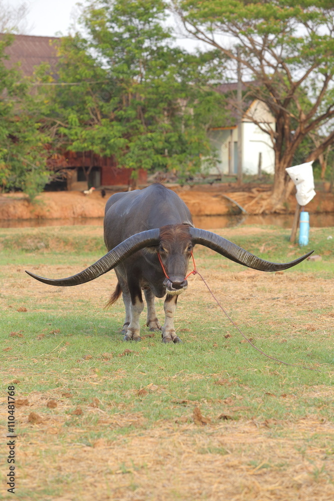 Thai buffalo horn long dignified, water buffalo in Thailand. Stock Photo |  Adobe Stock