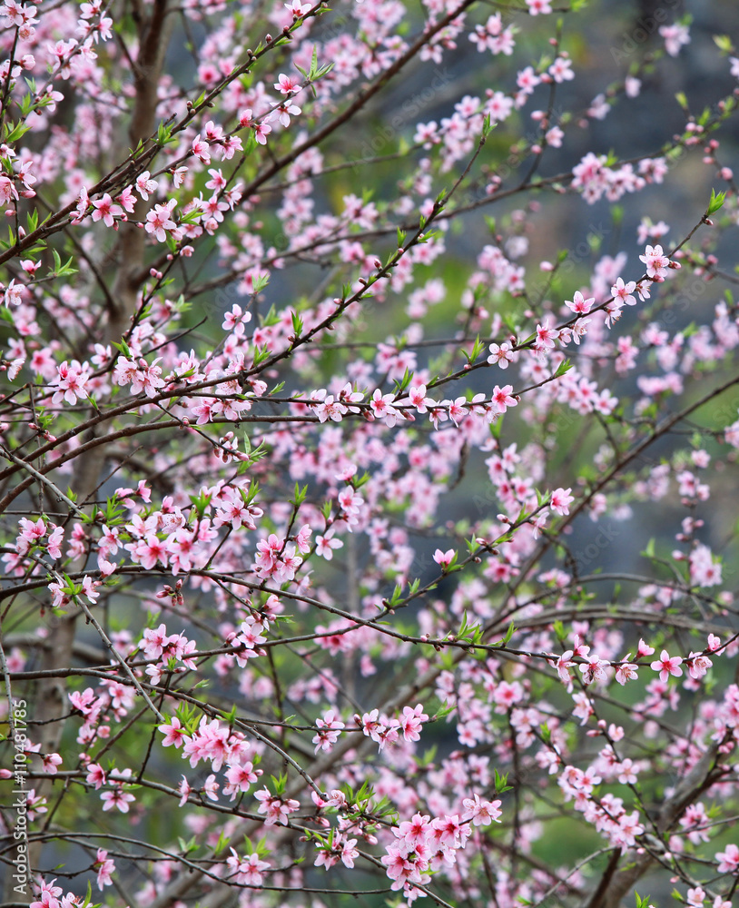 Cherry blossom, peach flower in the garden