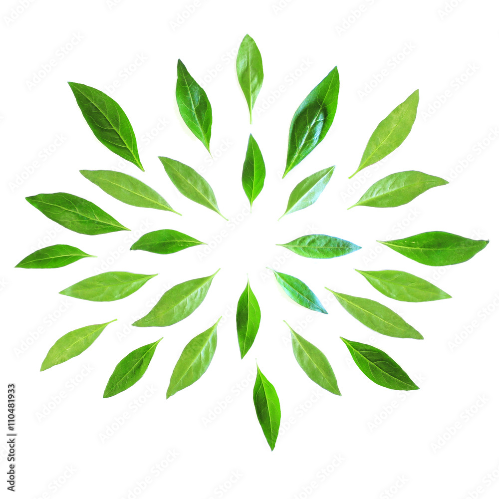Green leaves pattern isolated on white background. Fresh leaves. Green leaves pattern isolated on white background. Fresh leaves.