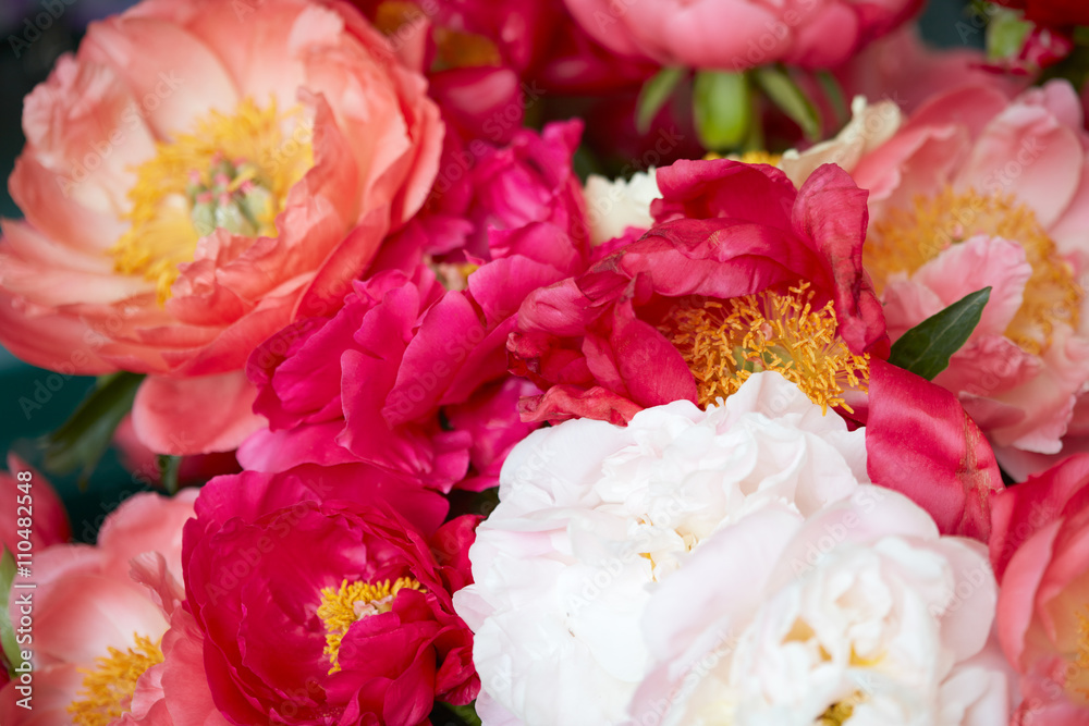 Peony flowers in red, pink and white colors background