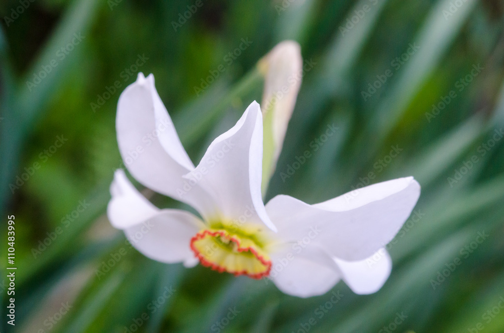 white narcissus on green background white narcissus on green background