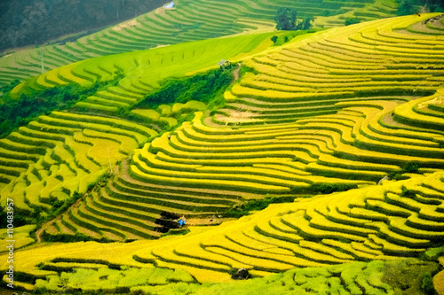 Rice fields prepare the harvest at Northwest Vietnam.