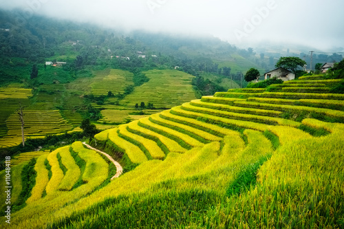 Rice fields prepare the harvest at Northwest Vietnam.