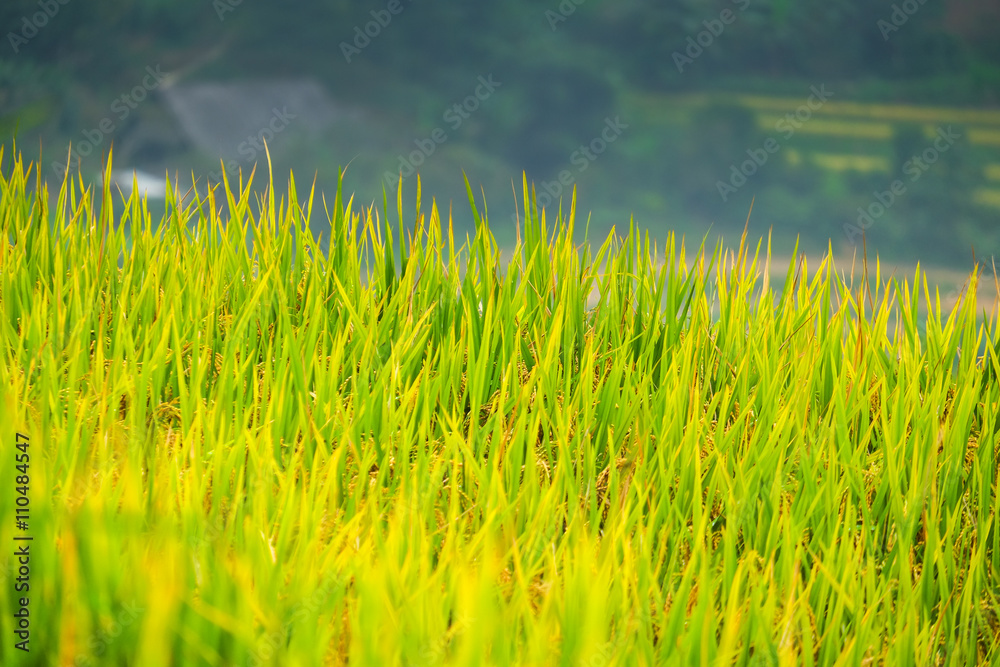 Fototapeta premium Rice fields prepare the harvest at Northwest Vietnam.