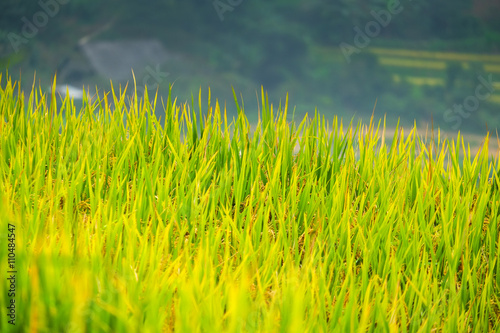 Rice fields prepare the harvest at Northwest Vietnam.