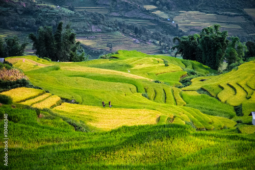 Rice fields prepare the harvest at Northwest Vietnam. © degist