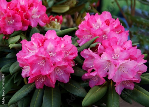 purple flowers of rhododendron bush at spring photo