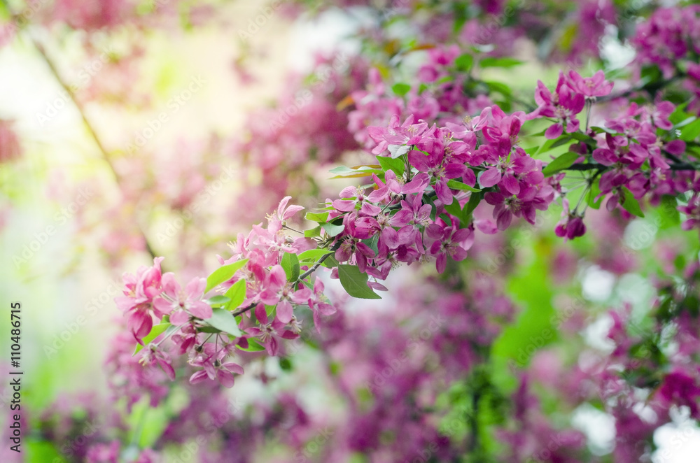 Obraz premium apple blossom on sun