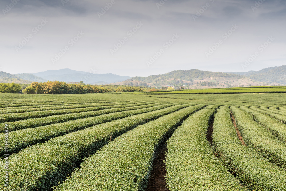 Landscape view of tea plantations under black fading sky. Landscape view of tea plantations under black fading sky.