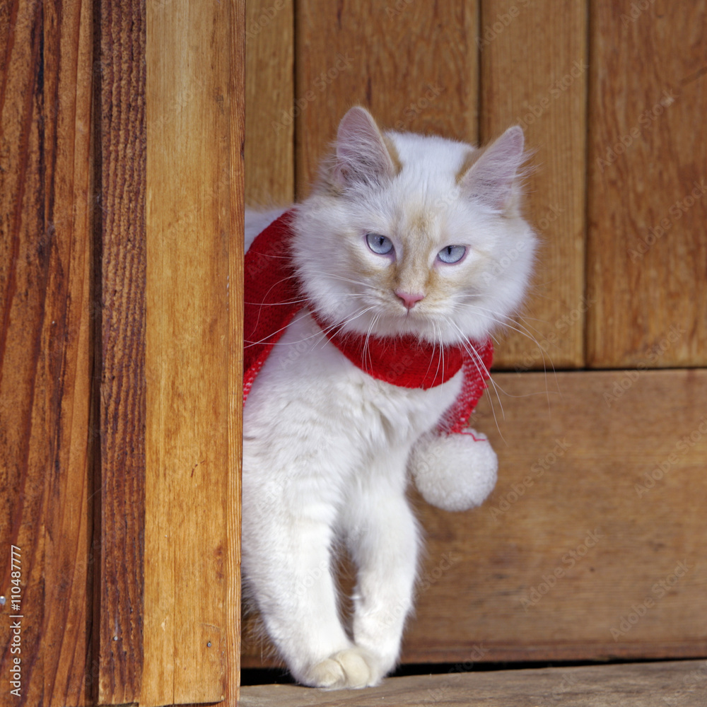 Fototapeta premium White Siamese Cat with wearing red scarf, standing by House Entrance