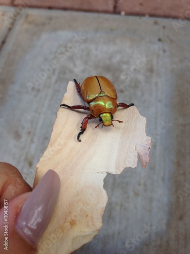 Metallic beetle on a piece of bark photo